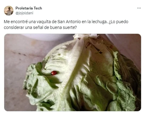 insecto, vaquita de san antonio, buena suerte, suerte, lechuga